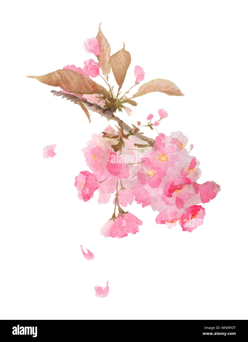Sakura en fleurs de charme cherry blossom à la chute des pétales. Aquarelle illustration isolé sur fond blanc. Banque D'Images