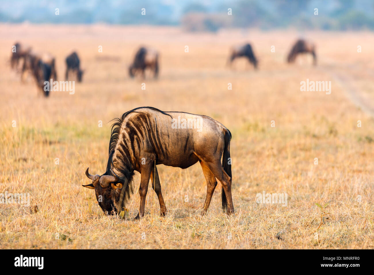 Gnous au petit matin sur le Masai Mara au Kenya Banque D'Images
