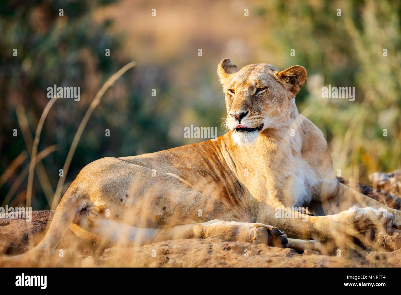 Femme lion en réserve nationale au Kenya Banque D'Images