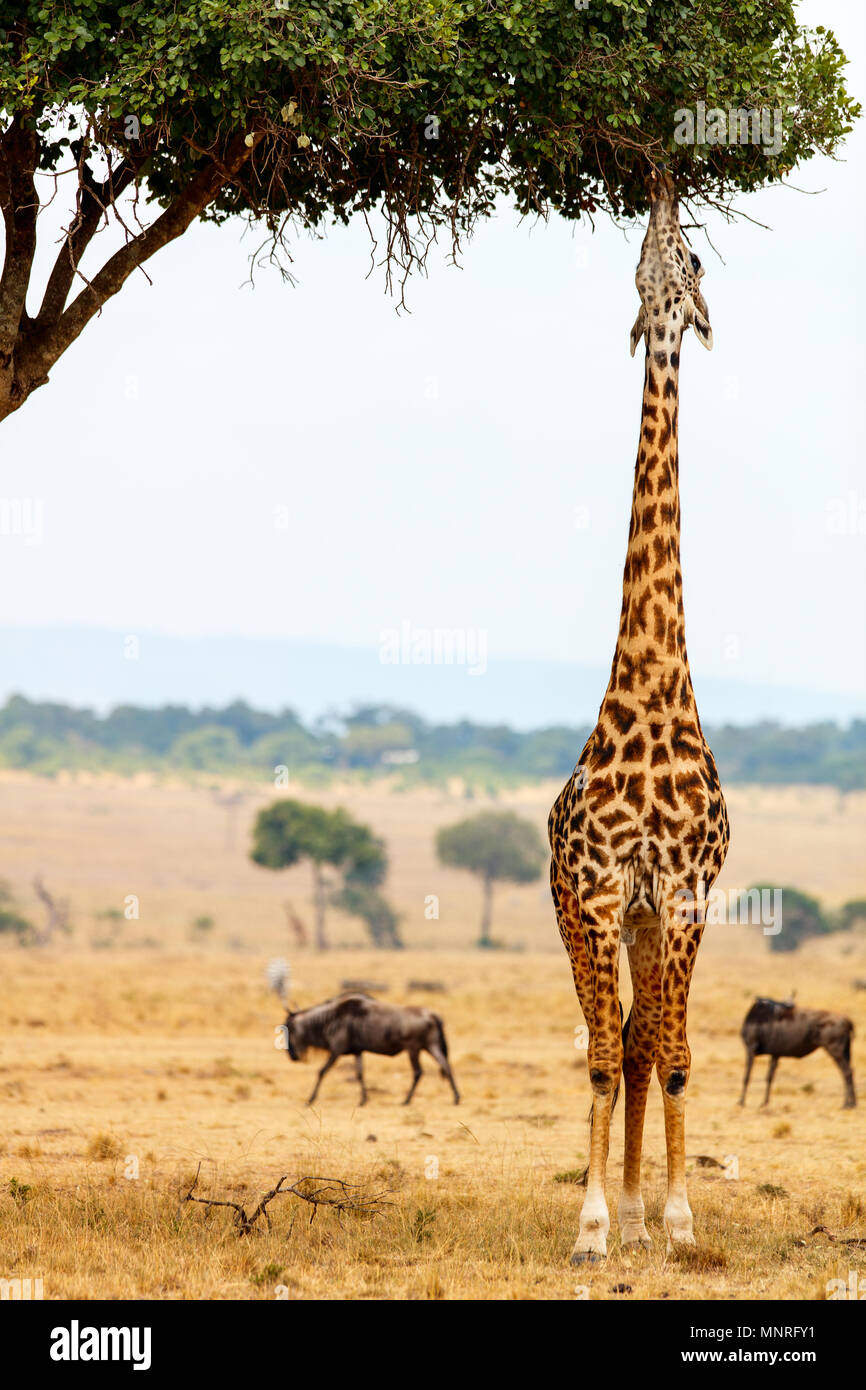 Girafe parc safari Masai Mara au Kenya Afrique Banque D'Images
