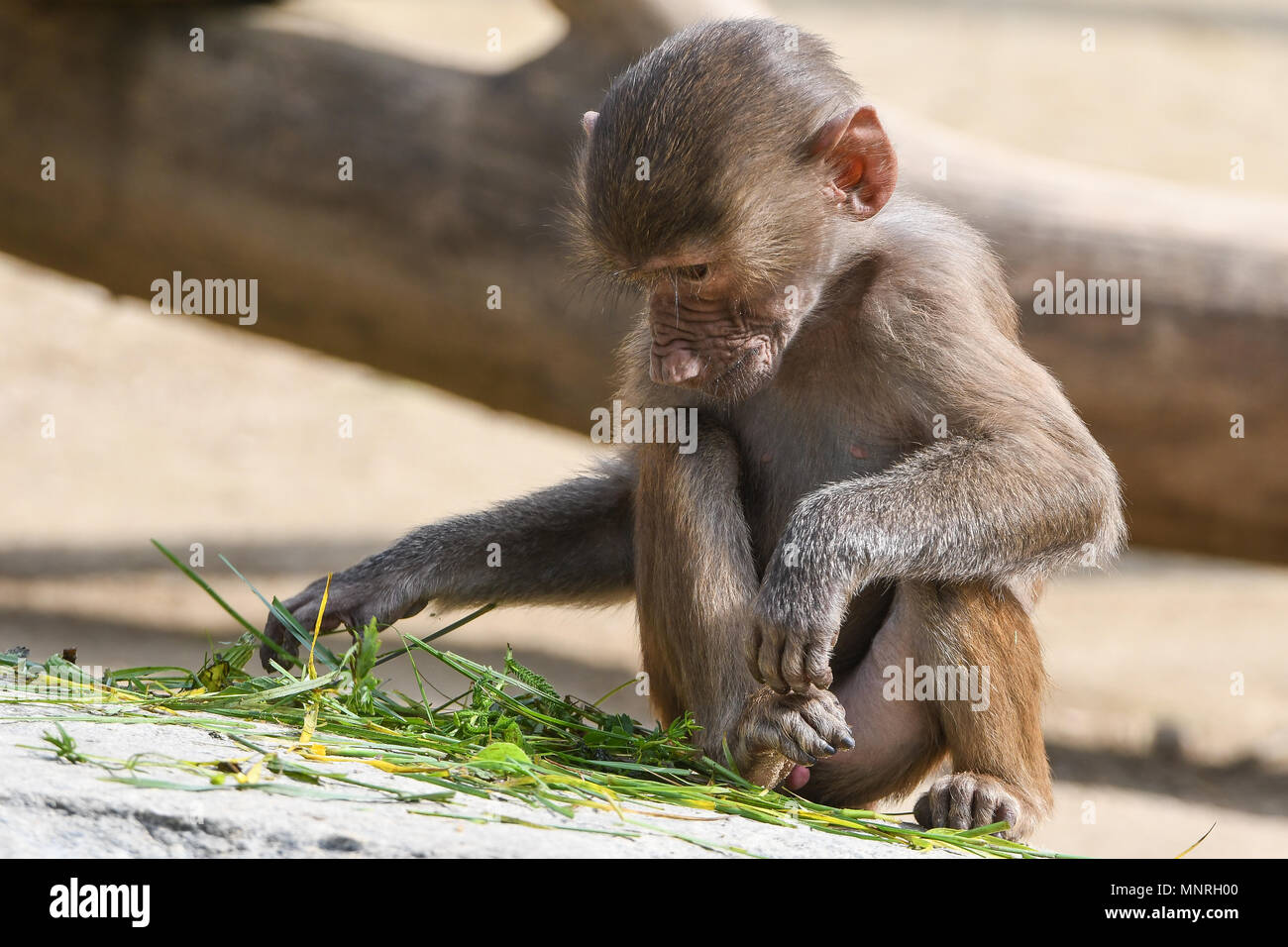 Papio hamadryas, Mantelpavian, hamadryas baboon, Monkey,Primat Sacré Hamadryas Baboon,,babouin,cub,manger, Banque D'Images