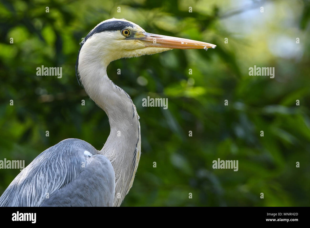 , Graureiher Fischreiher, Ardea cinerea, hérons cendrés, oiseau, Vogel, Schreitvogel,Voegel, Tagreiher, Banque D'Images