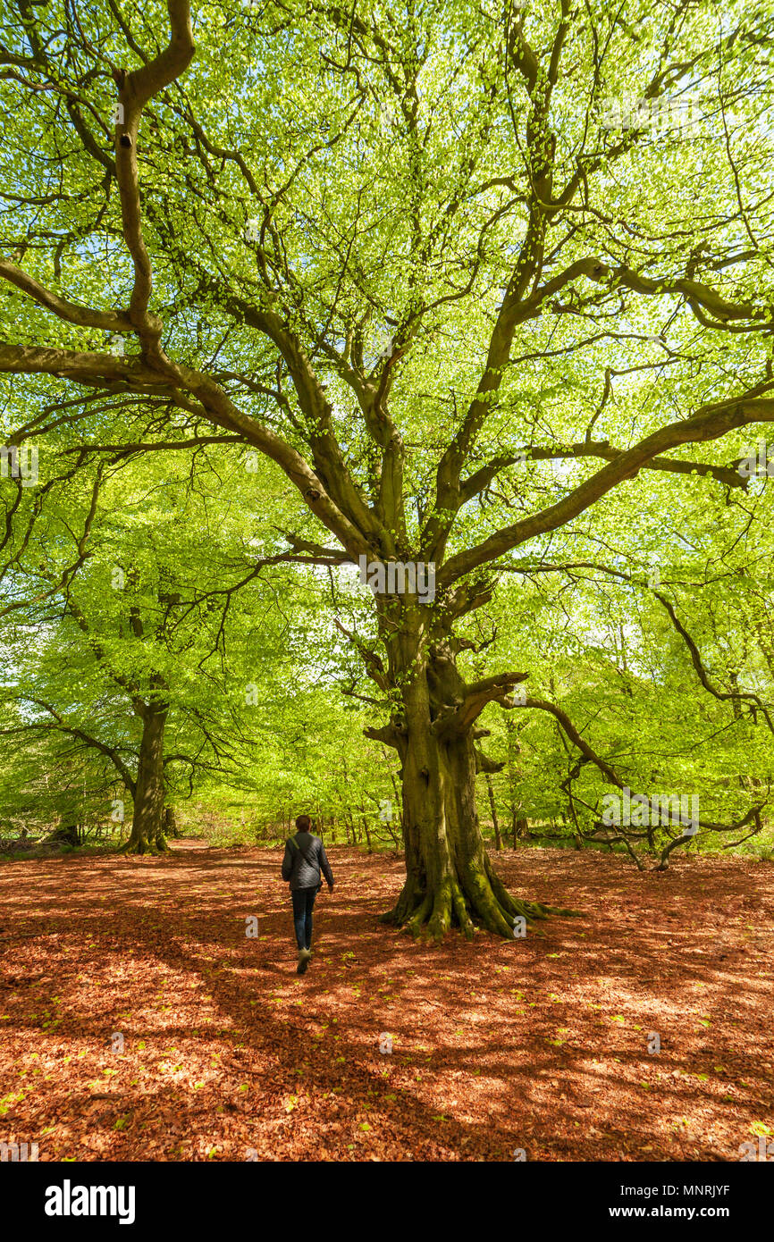 Femme marche dans une ancienne forêt de hêtre, avec feuillage de printemps. Banque D'Images