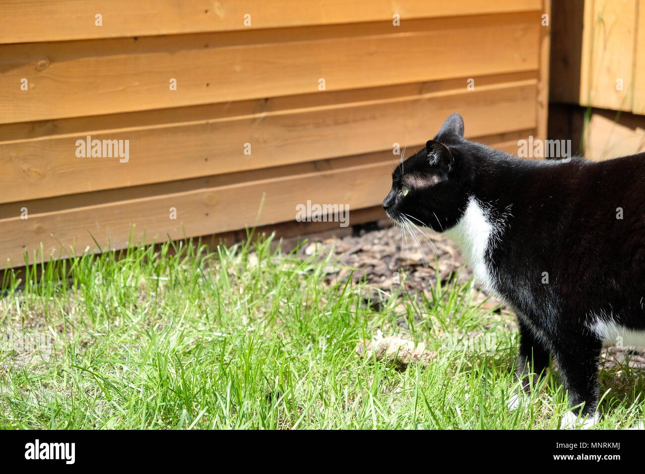 Chat debout à côté d'une cabane dans le jardin Banque D'Images