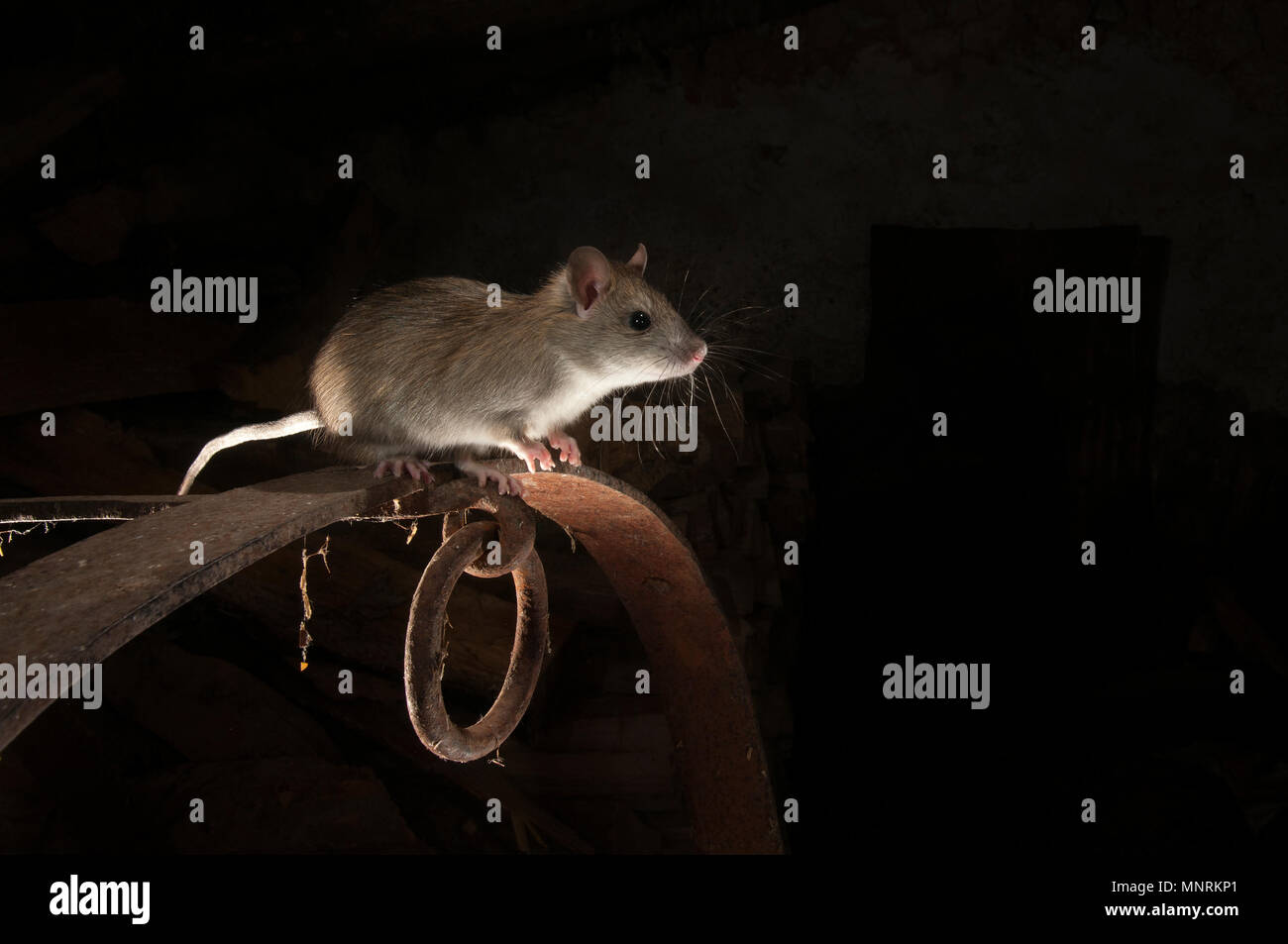 Rat noir ou rat champ Portrait dans une vieille botte, Rattus rattus, Espagne Banque D'Images