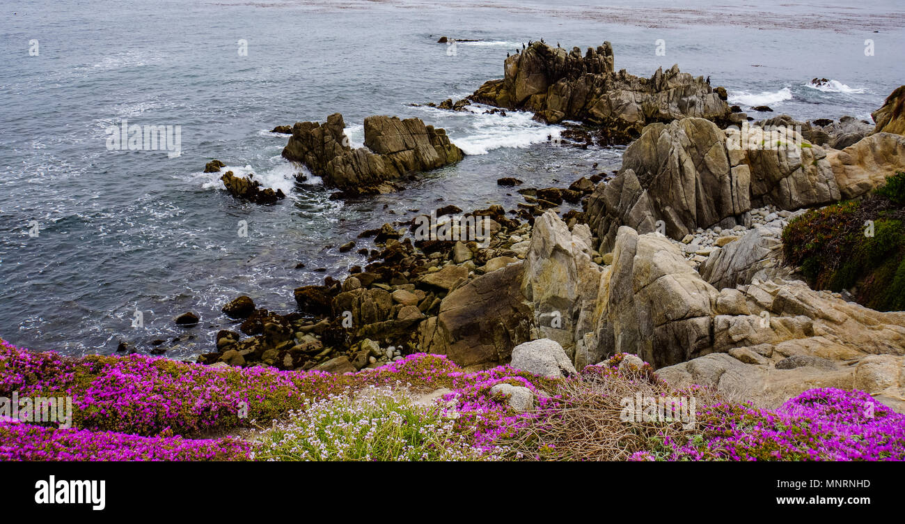 Côte du Pacifique à Monterrey à l'usine de glace rose fleurs en fleur Banque D'Images