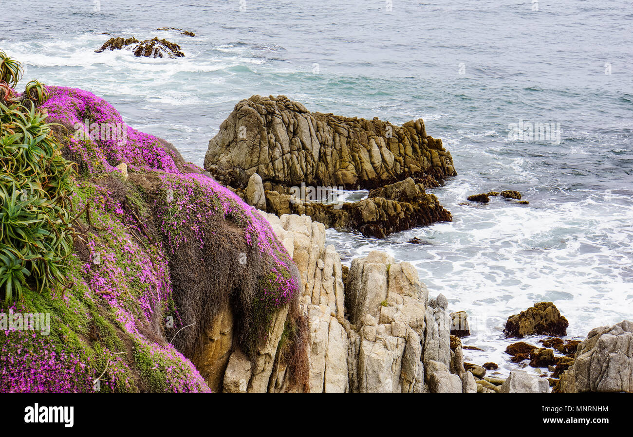 Côte du Pacifique à Monterrey à l'usine de glace rose fleurs en fleur Banque D'Images