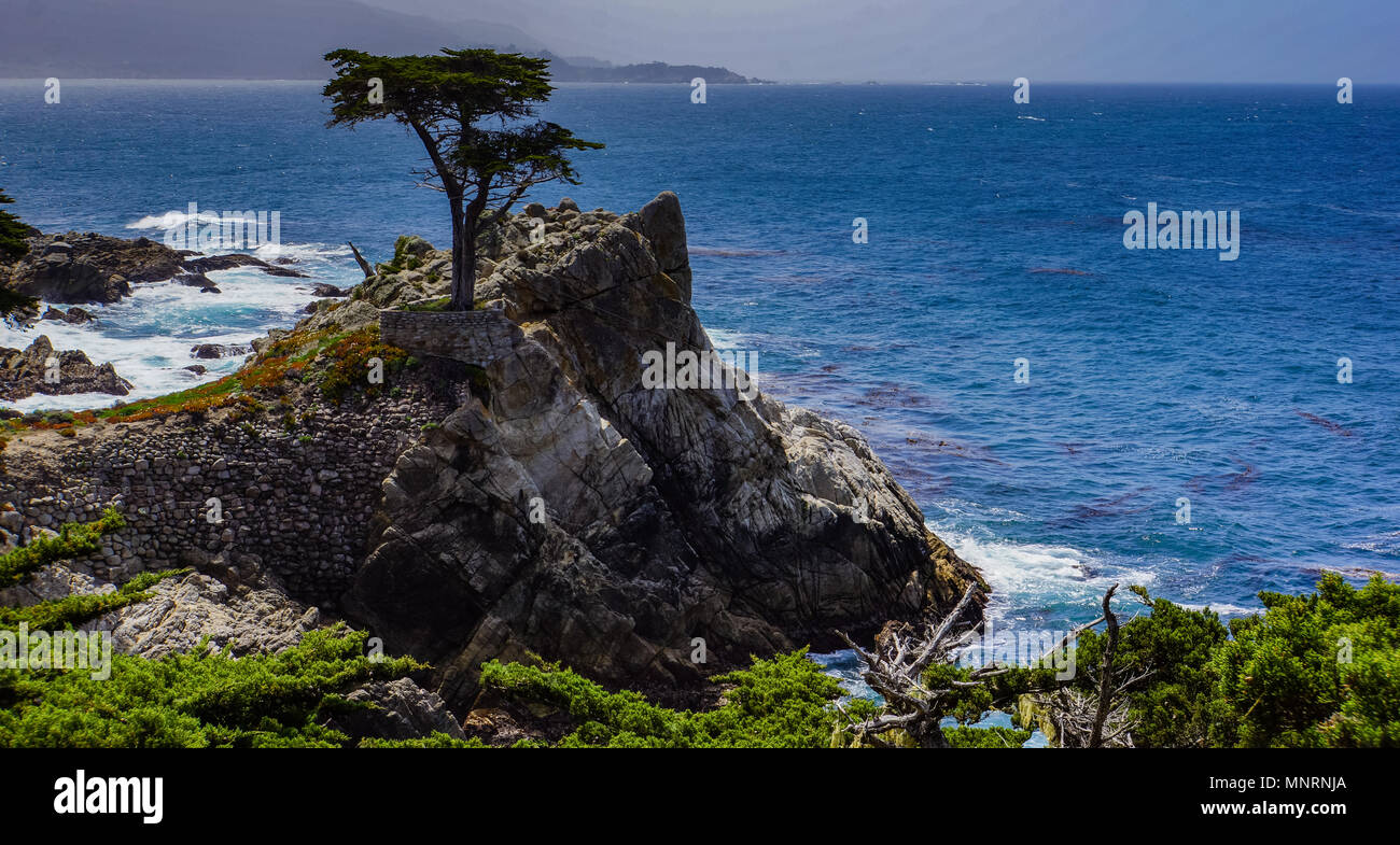 Les 250 ans de Lone Cypress tree, un symbole sur la côte du Pacifique en Californie Banque D'Images