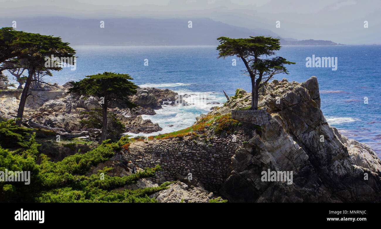 Les 250 ans de Lone Cypress tree, un symbole sur la côte du Pacifique en Californie Banque D'Images