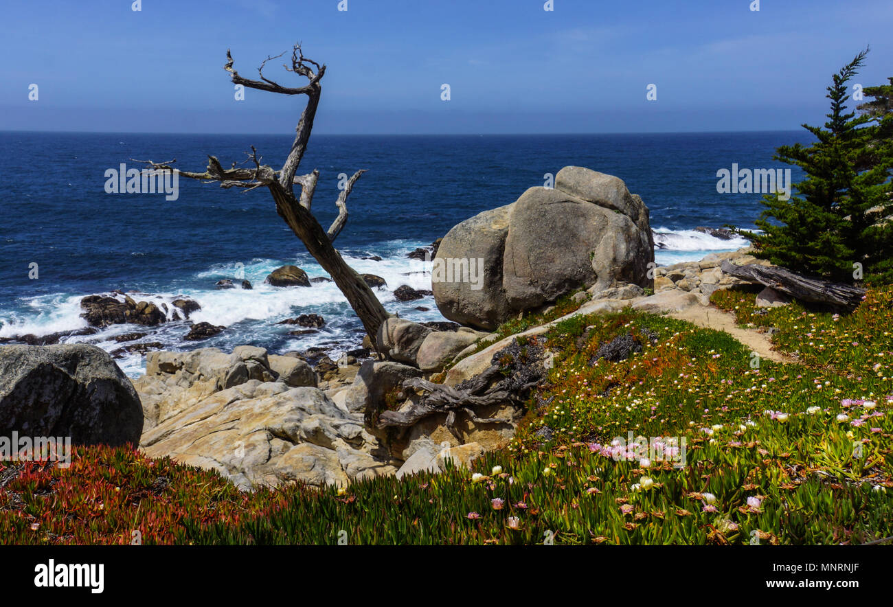 L'arbre fantôme avec écorce a blanchi le blanc de vent sur la côte du Pacifique Banque D'Images