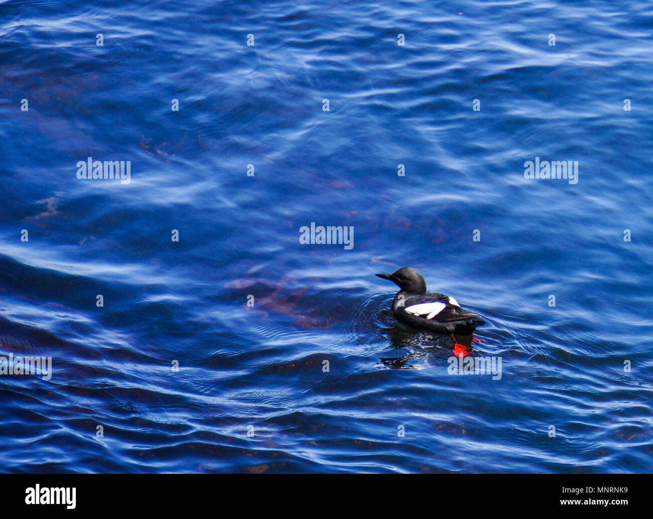 Guillemot colombin : un noir et blanc d'oiseaux de mer avec les pieds rouges Banque D'Images