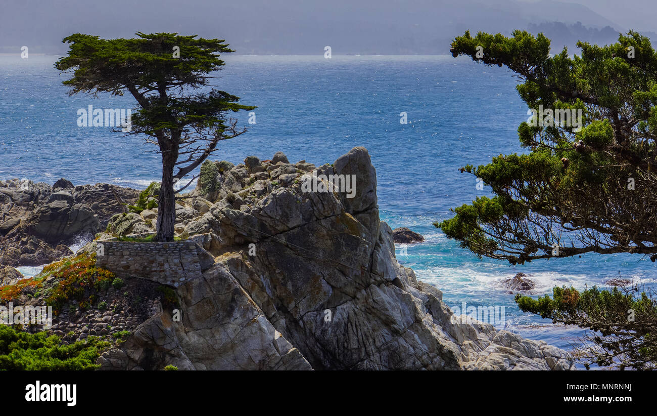 Les 250 ans de Lone Cypress tree, un symbole sur la côte du Pacifique en Californie Banque D'Images