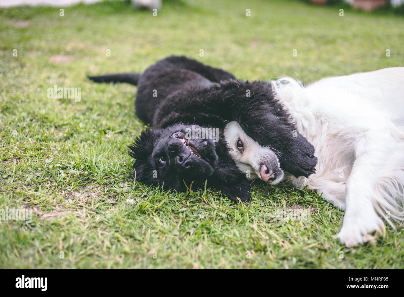 Chiot De Race Terre Neuve Noir Jouant Avec Un Chien Adulte