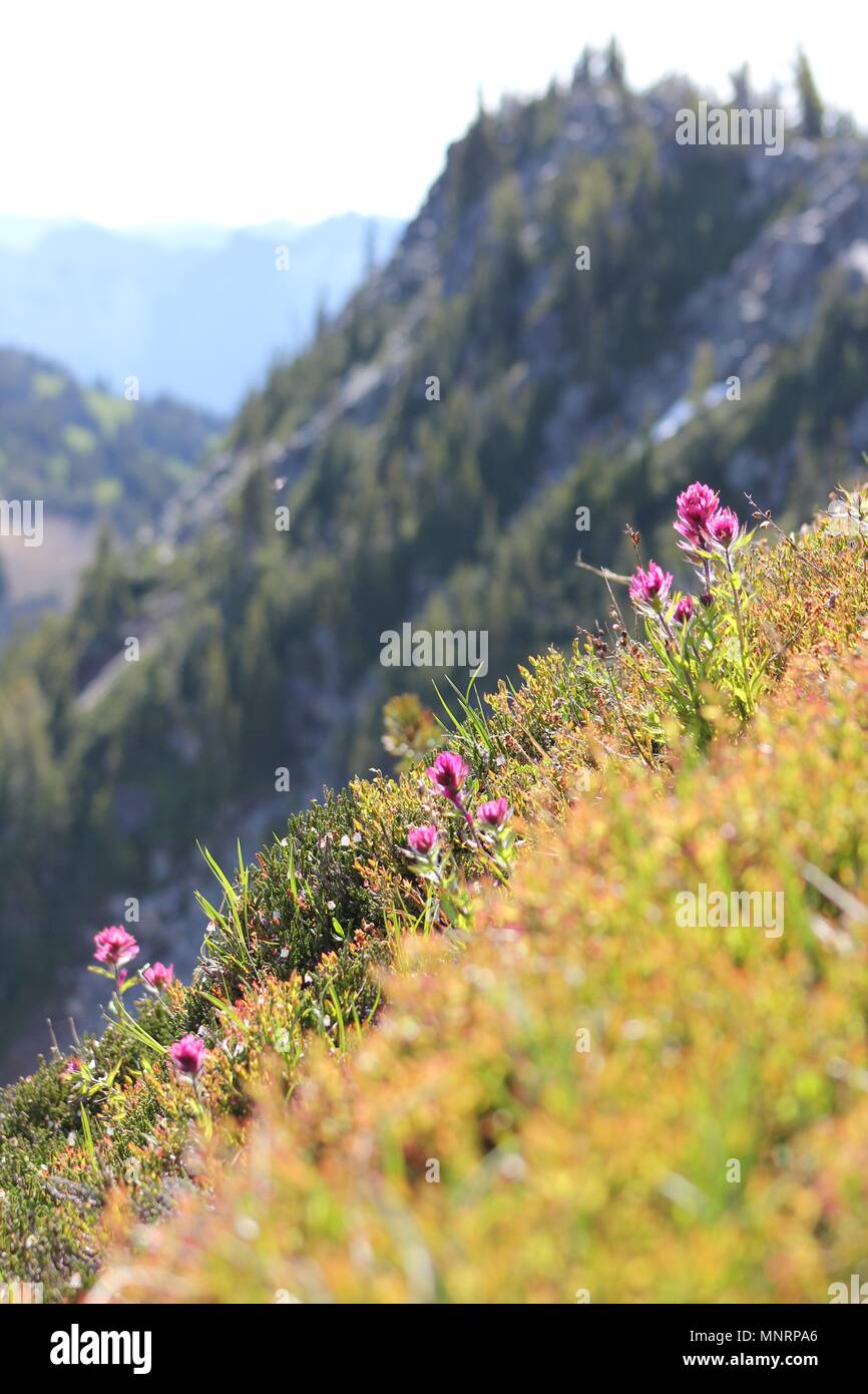 Les fleurs fleurissent en flanc de l'été soleil à Mt. Rainier National Park's Sunrise Visitor Centre. Banque D'Images