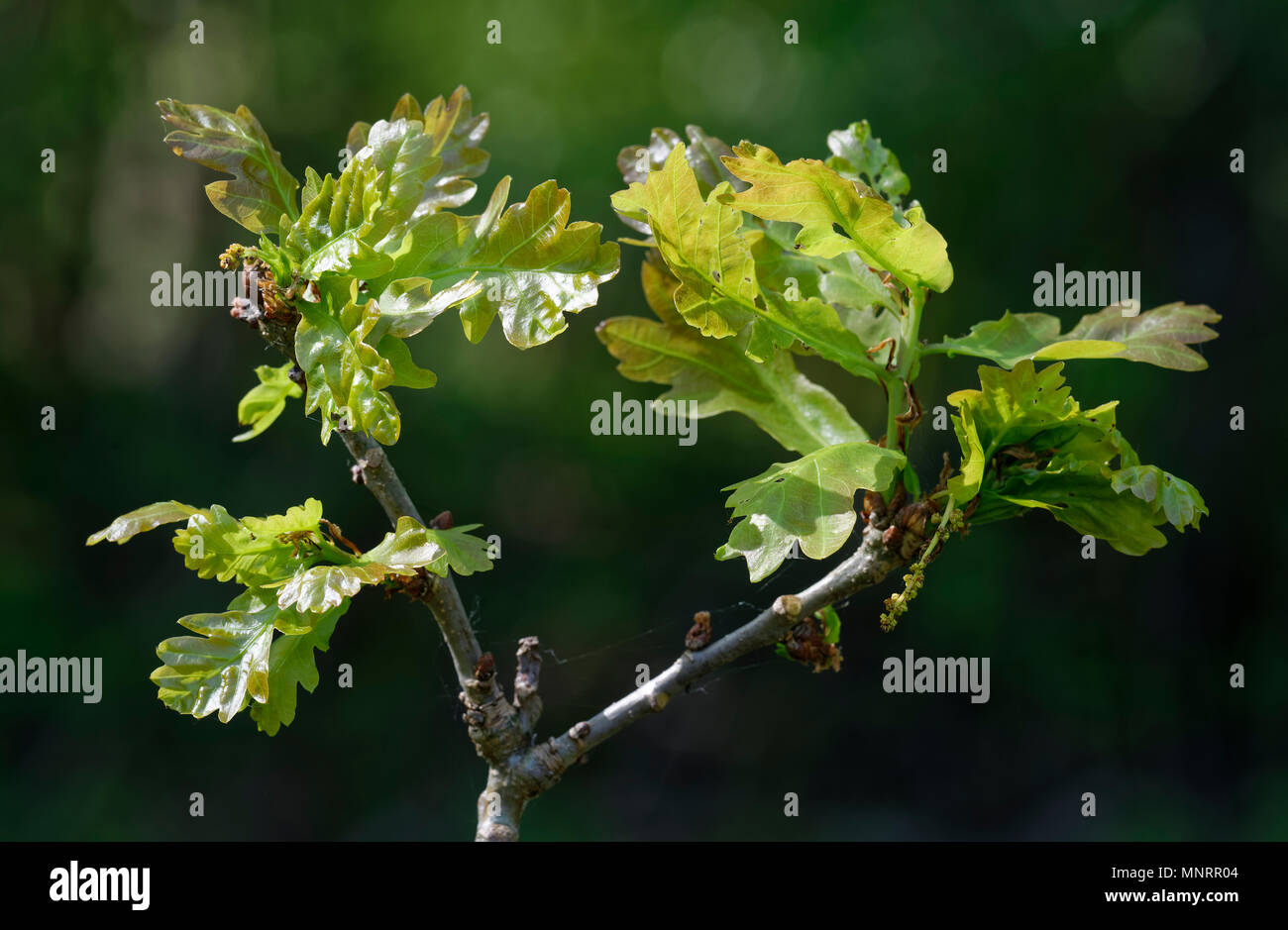 Chêne pédonculé Quercus robur - Anglais nouvelles feuilles avec chatons Banque D'Images