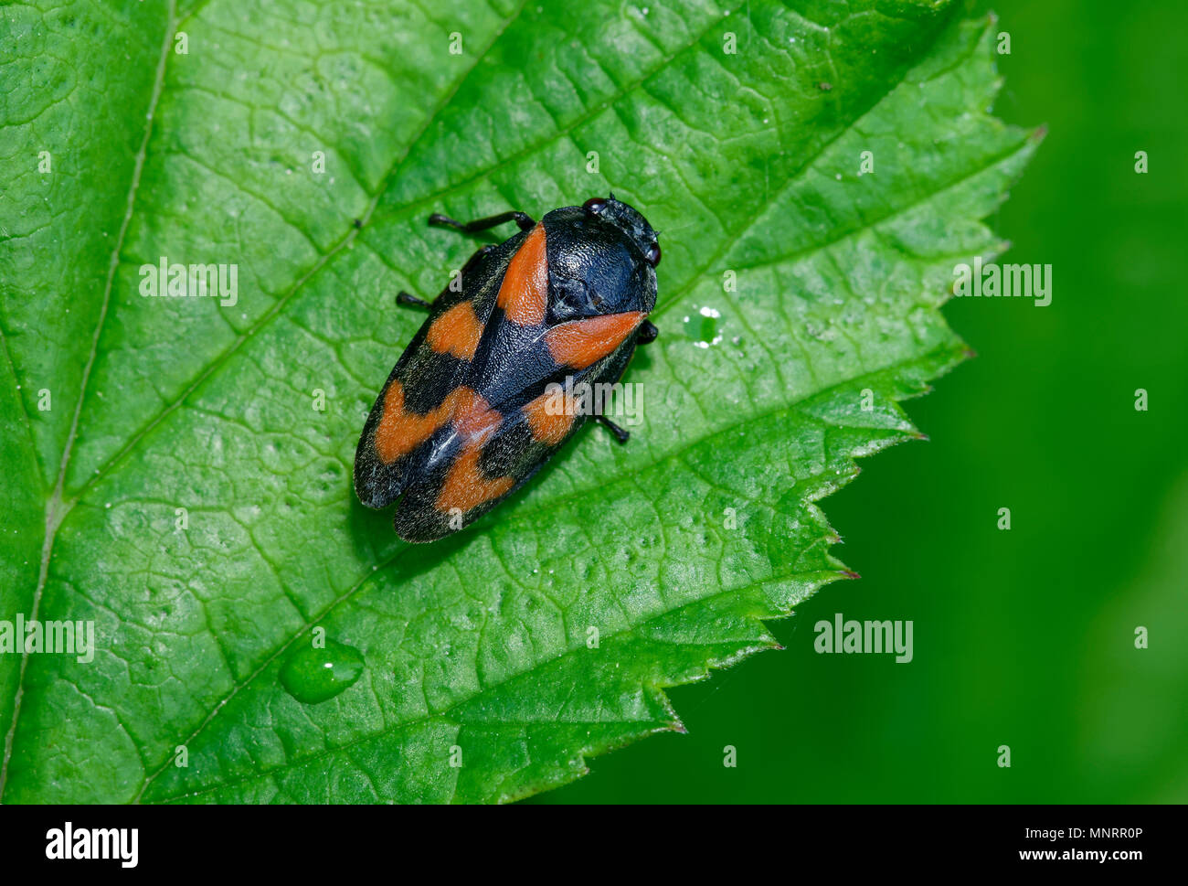 Rouge et Noir - Froghopper Cercopsis vulnerata Banque D'Images