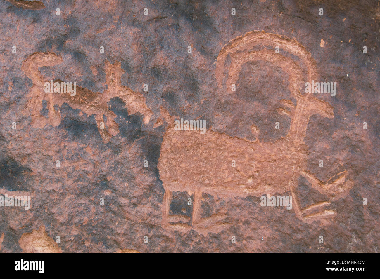 Pétroglyphes, mouflons, Fremont River Canyon, Capitol Reef National Park, Utah Banque D'Images