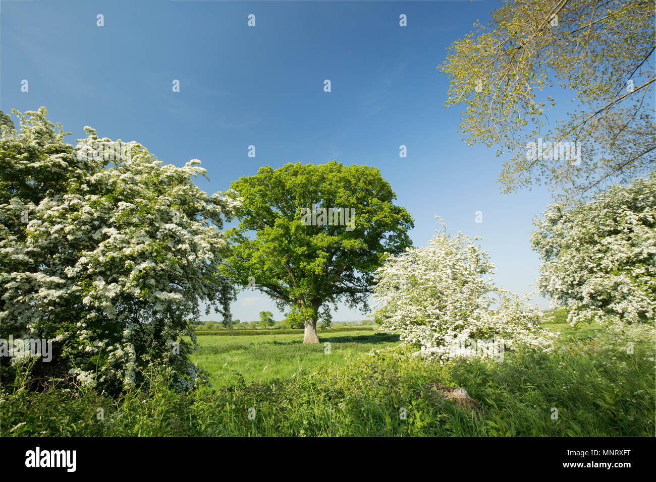Un chêne flanqué d'aubépine à fleurs arbres vu depuis le sentier Dorset près de Fiddleford moulin sur la rivière Stour Dorset en aval d'Sturmin Banque D'Images