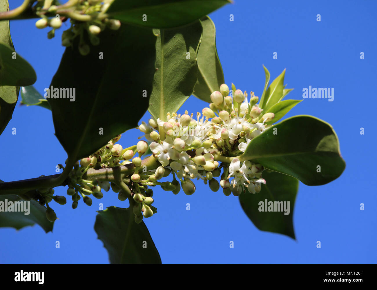 La belle fleur blanche d'un houx (Ilex aquifolium). Sur un fond de ciel bleu. Banque D'Images