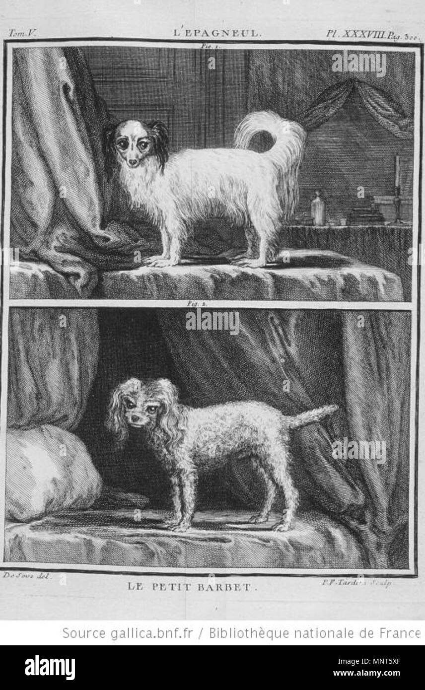 . Français : Petit Barbet (Barbichon) (race de chien) . 1755. Georges-Louis Leclerc Buffon  + Jacques De Sève 979 Petit Barbet (Buffon) Banque D'Images