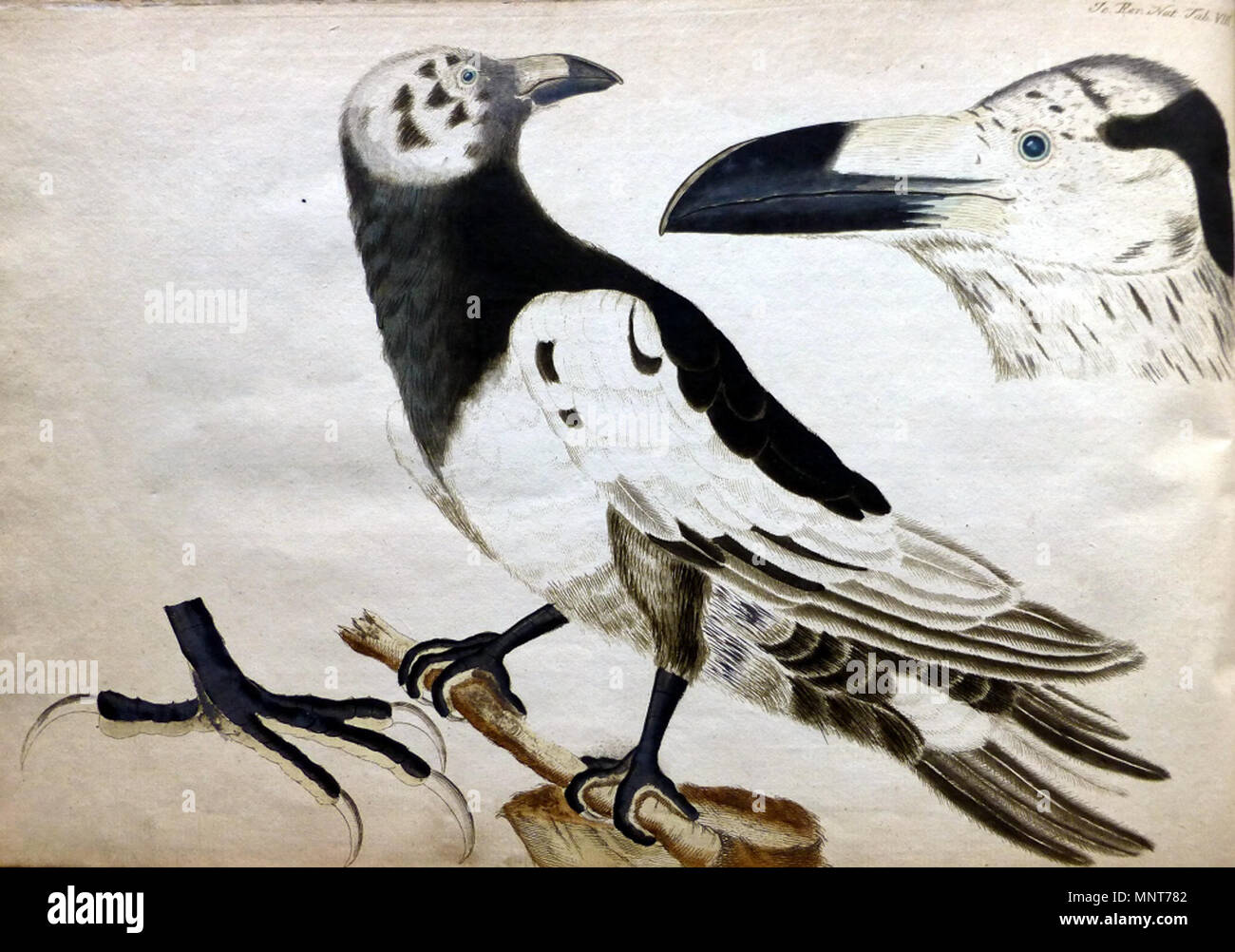. Anglais : Pied Raven. Par Ascanius (1723-1803) qui était un biologiste norvégien et minéralogiste et membre de la Société royale qui a étudié sous Carl Von Linné. Føroyskt : Hvítravnur variu (Corvus corax) . 1767. Peter Ascanius (1723-1803) 985 Pied par Peter Raven Ascanius Banque D'Images