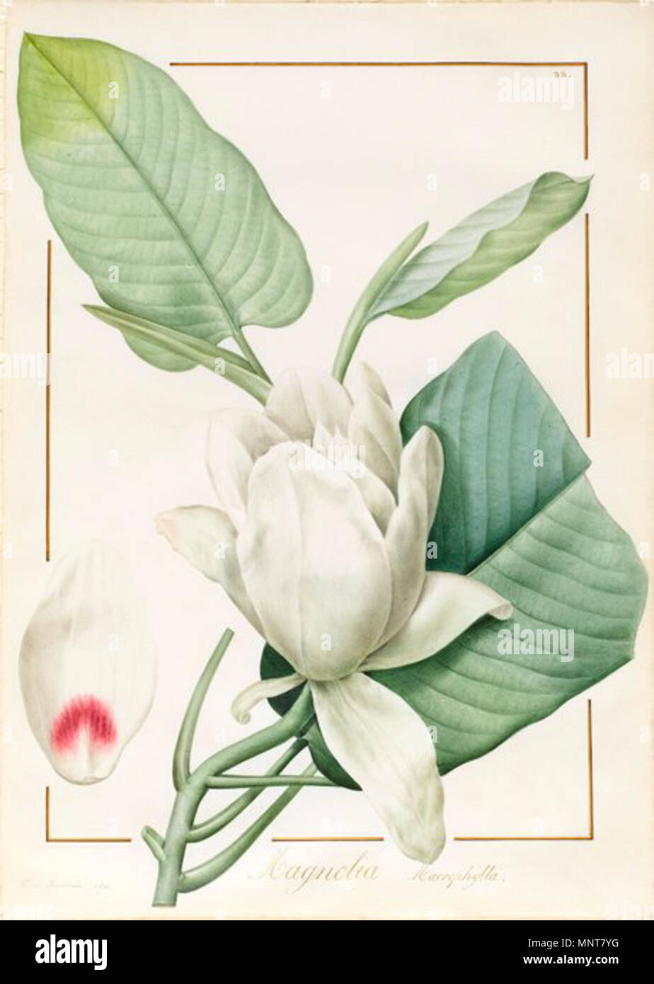 987 Pierre Joseph Redouté - Metrosyderos glauca (1812) Banque D'Images