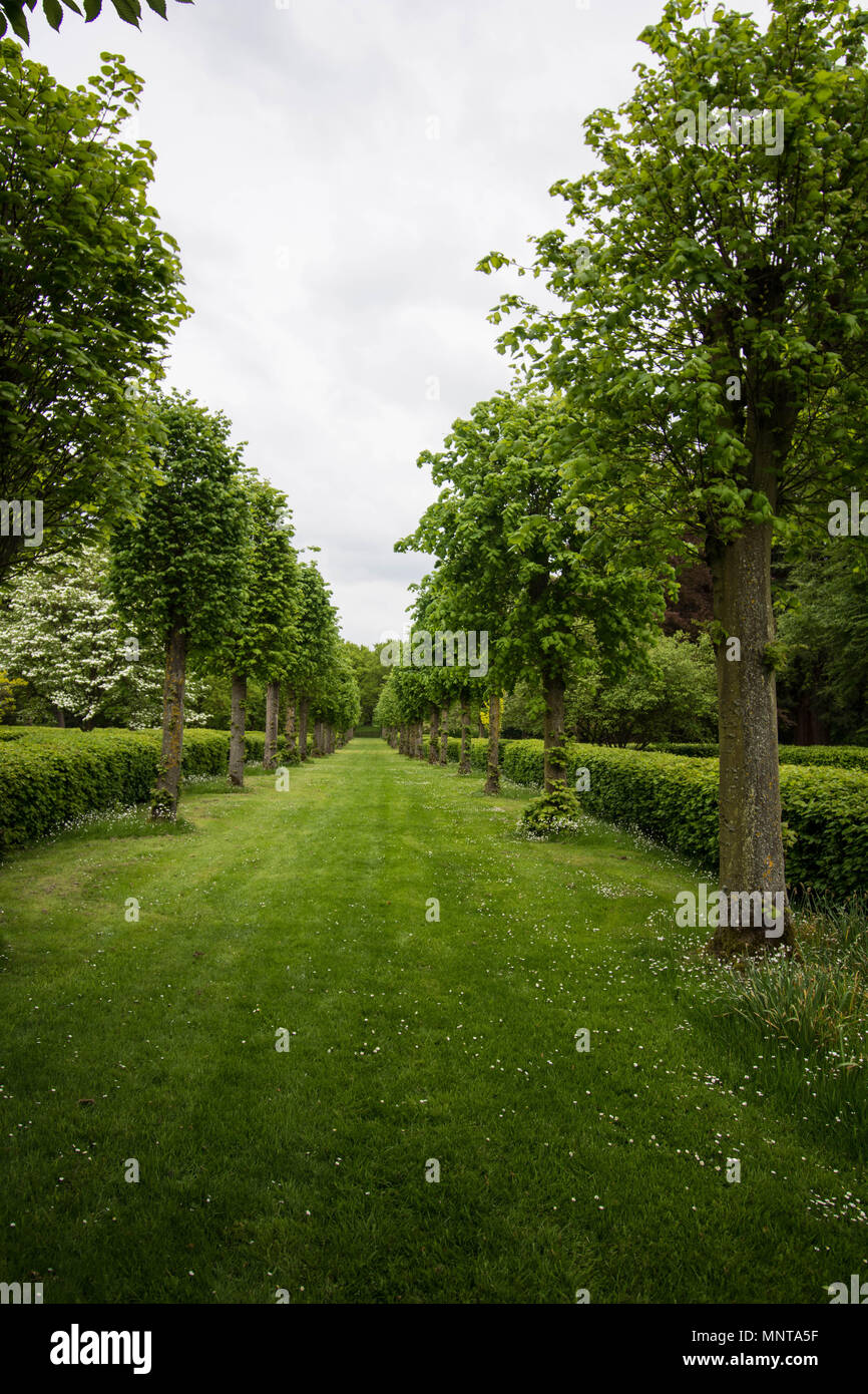 Woodland Walk at Althorp House Northamptonshire Royaume-Uni herbe jardins arbres pelouse pelouses arbre coupé fauve avenue plantée plaqué gardé bien historique célèbre Banque D'Images