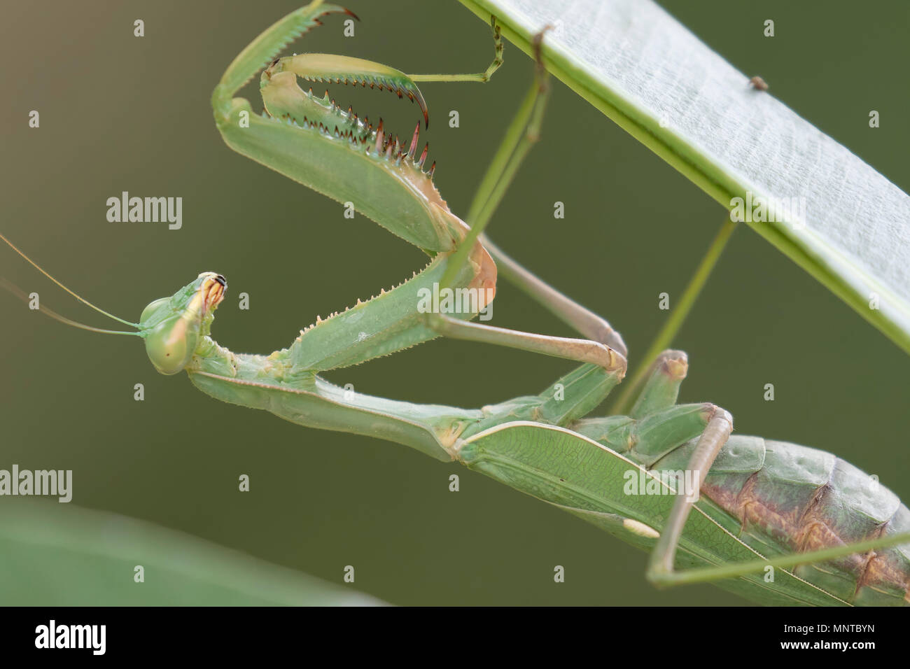 Giant African mantis, Sphodromantis viridis dans la nature entre un buisson dans un jardin à Chypre au cours du mois de mai. Banque D'Images