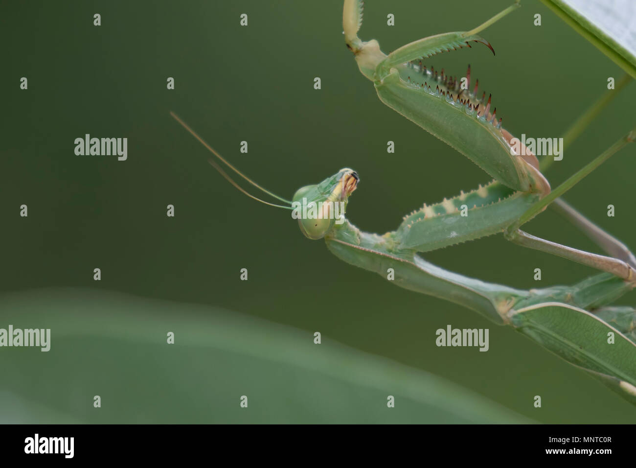 Giant African mantis, Sphodromantis viridis dans la nature entre un buisson dans un jardin à Chypre au cours du mois de mai. Banque D'Images