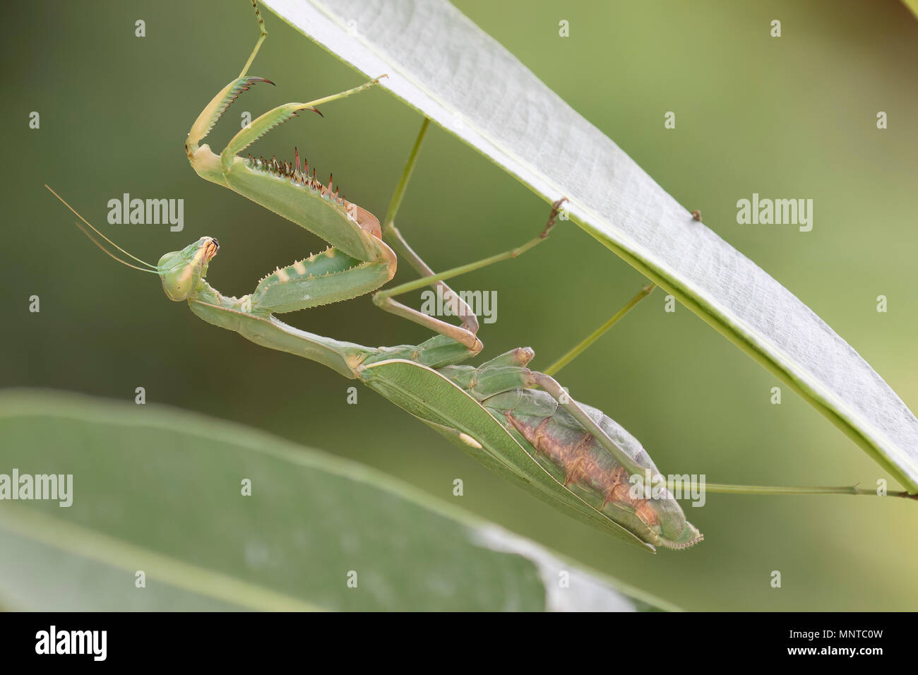 Giant African mantis, Sphodromantis viridis dans la nature entre un buisson dans un jardin à Chypre au cours du mois de mai. Banque D'Images