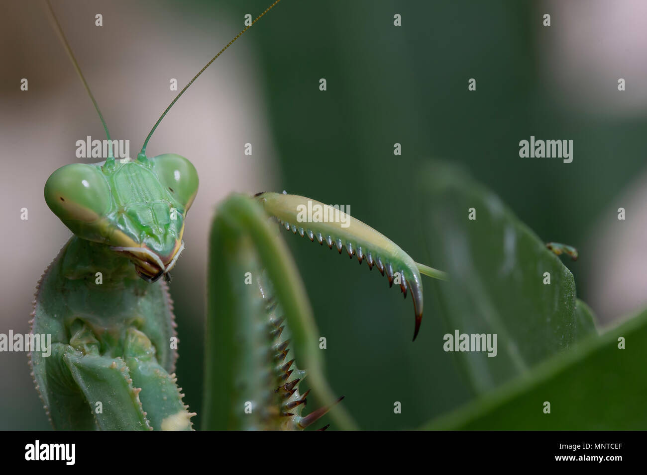 Giant African mantis, Sphodromantis viridis dans la nature entre un buisson dans un jardin à Chypre au cours du mois de mai. Banque D'Images