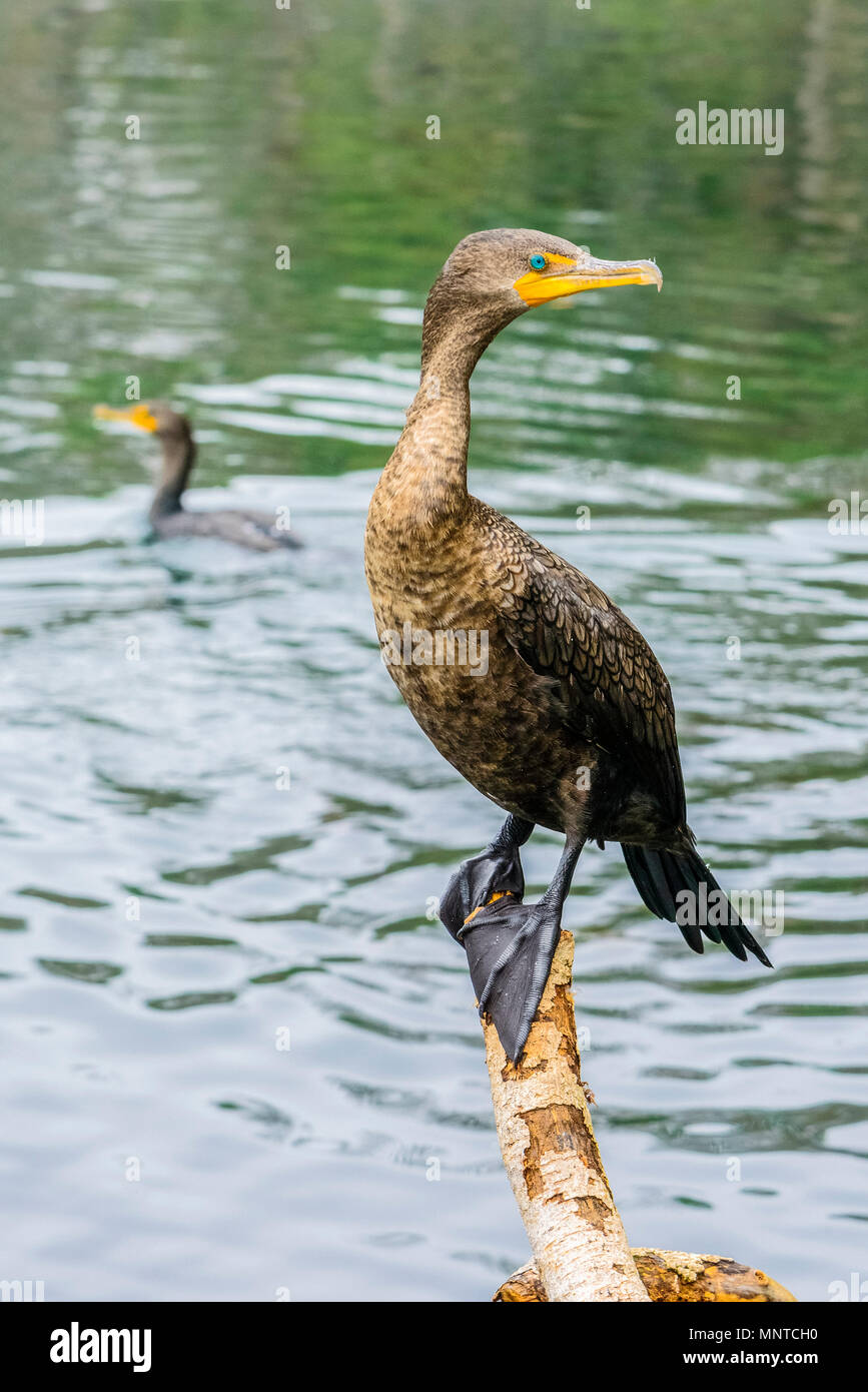 Double-crested cormorant Phalacrocorax auritus, Ginnie Springs, Springs, Florida, USA Banque D'Images