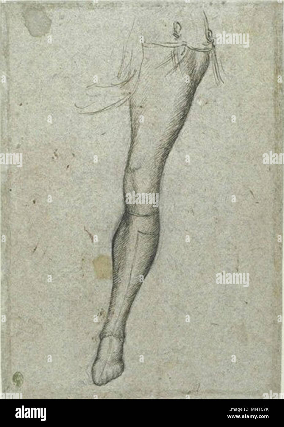 Français : Une jambe gauche en bas de chausse 15e siècle. 1004 Pisanello - Codex Vallardi 2275 v Banque D'Images