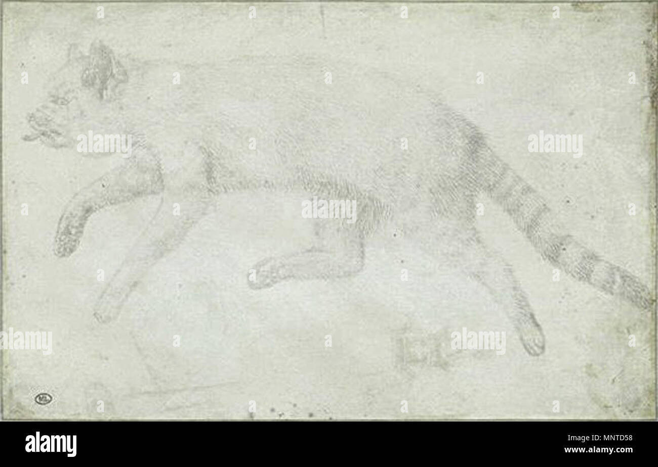 English : chat mort, disposé dans l'attitude du cautionnement. Des traces d'un motif gothique du 15ème siècle. Codex Vallardi 1005 Pisanello - 2421 Banque D'Images