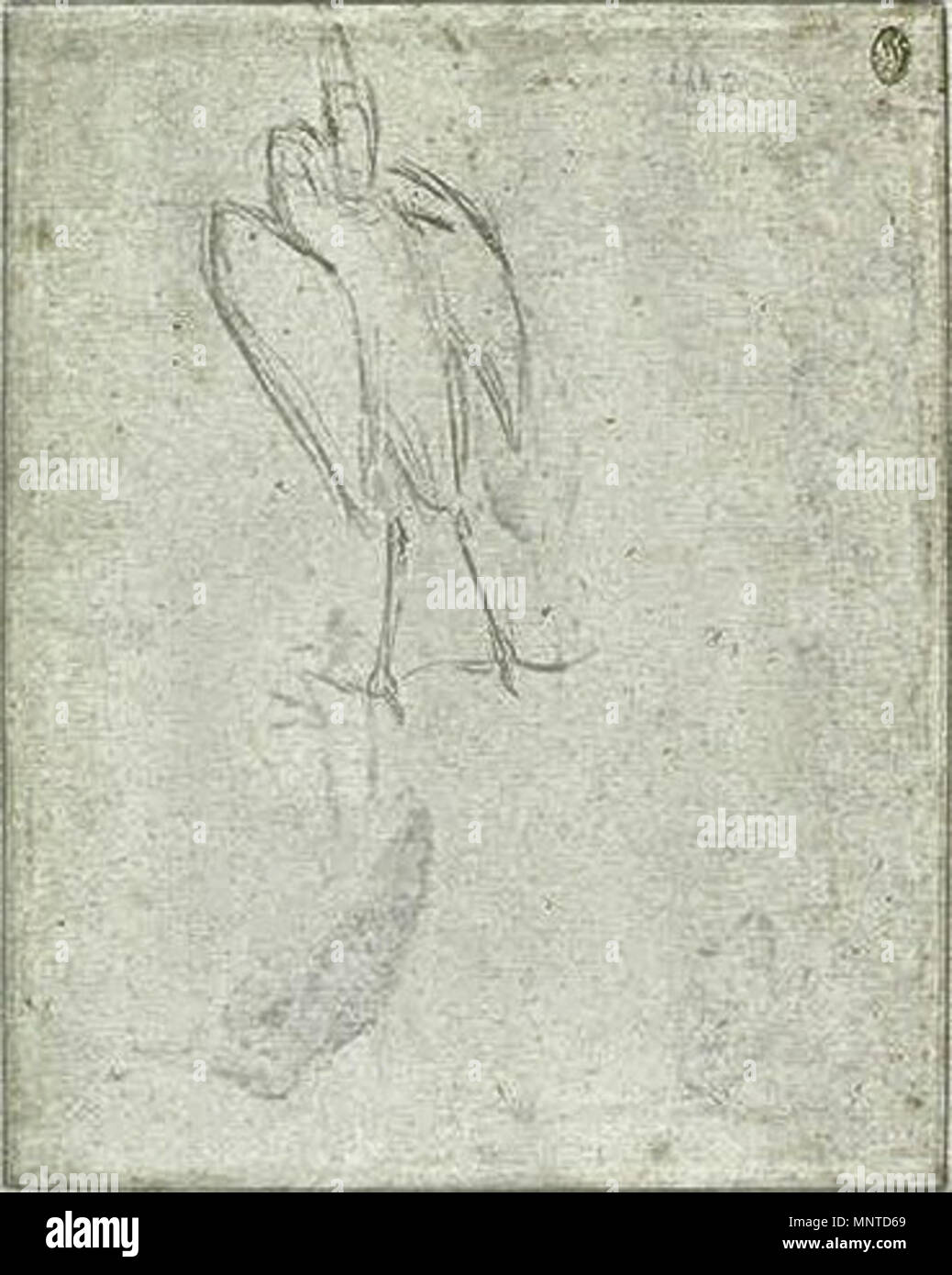 Français : Un héron debout, vu de dos, éployant les ailes du 15ème siècle. 1005 Pisanello - Codex Vallardi 2471 v Banque D'Images