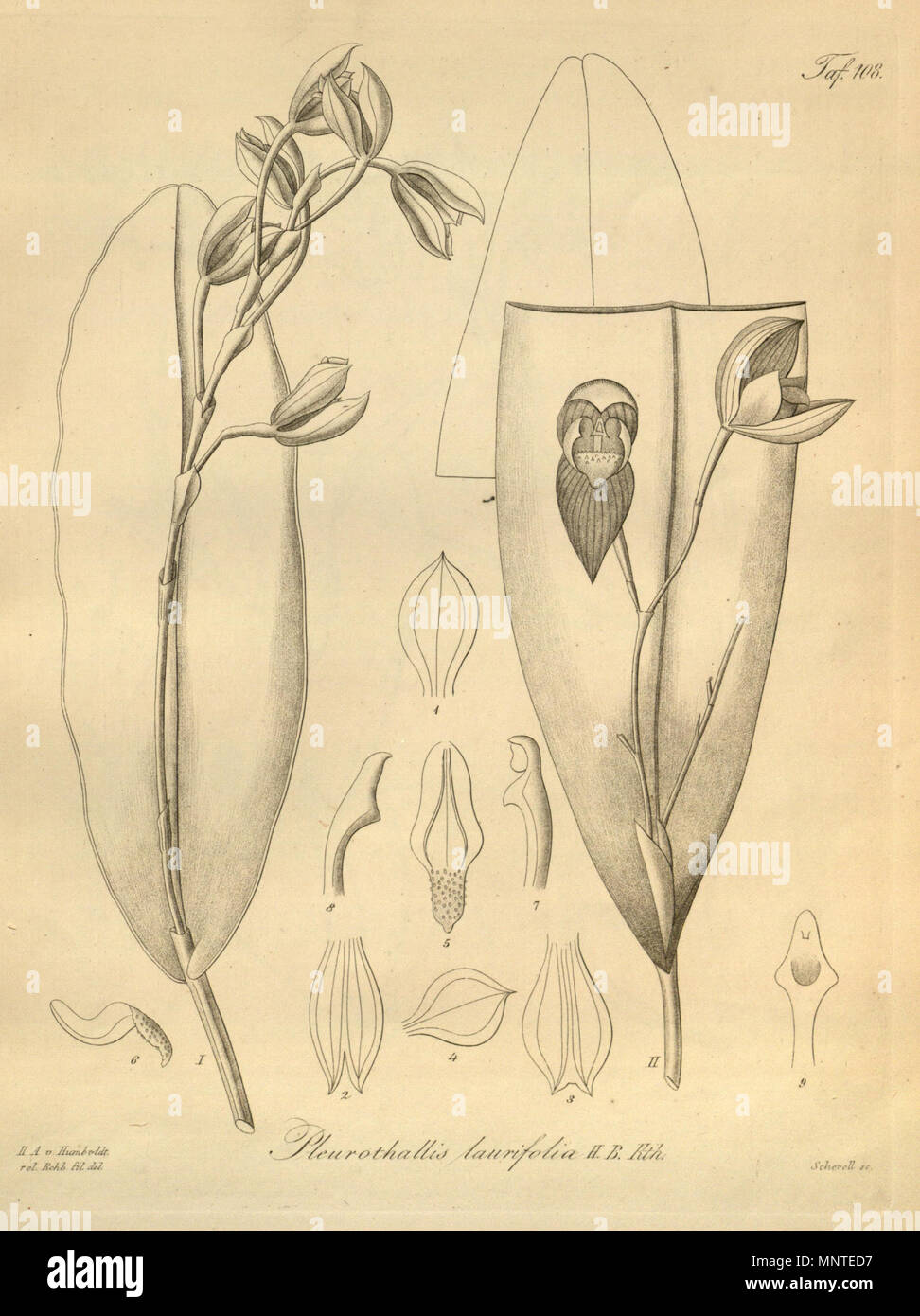 . Illustration de Pleurothallis ruscifolia (comme syn. Pleurothallis laurifolia H. B. Kth.) . 1874. Heinrich Gustav Reichenbach (1824-1889) Noms alternatifs Rchb.f. German-Saxon pteridologist Description, botaniste, ornithologue et enseignant à l'université Date de naissance/Décès 3 Janvier 1824 6 mai 1889 Lieu de naissance/décès Dresde Hambourg Leipzig Lieu de travail contrôle d'autorité : Q62820 : 77066171 ISNI VIAF : 0000 0000 8396 1069 RCAC : n79125882 NLA : 35749194 : Botaniste Rchb.f. 1010 WorldCat Pleurothallis Pleurothallis ruscifolia (comme laurifolia) - Xenia 2 pl 108 Banque D'Images