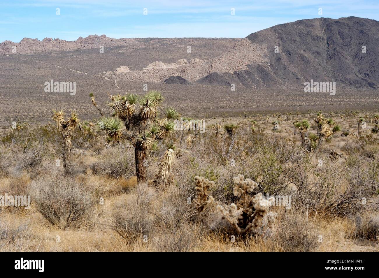 Joshua trees, Yucca brevifolia, Yucca, Palm et Pinto, gneiss monzogranite à Pleasant Valley, désert de Mojave, la Road, 031129 0433 Banque D'Images