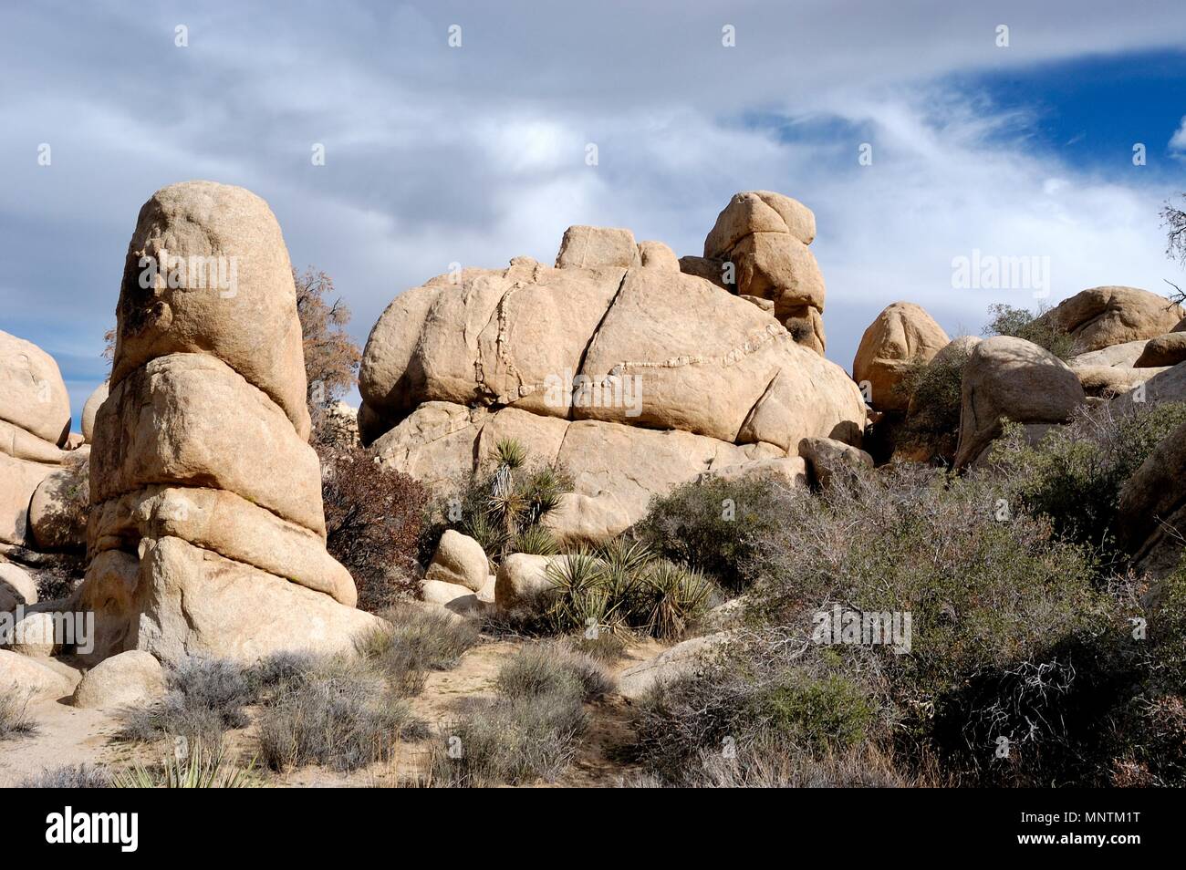 Rock Pile monzogranite, Digues (lignes d'intrusion de rock plus dur) dans le granit, Joshua tree, Yucca brevifolia, Mojave Yucca Yucca, shidiger 0438 031129 Banque D'Images