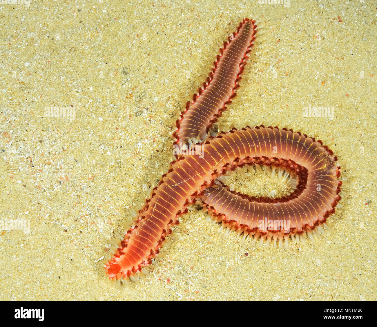 Tordeuse des canneberges, barbu Hermodice carunculata, Xwejni Bay, Gozo, Malte, mer Méditerranée, Océan Atlantique Banque D'Images