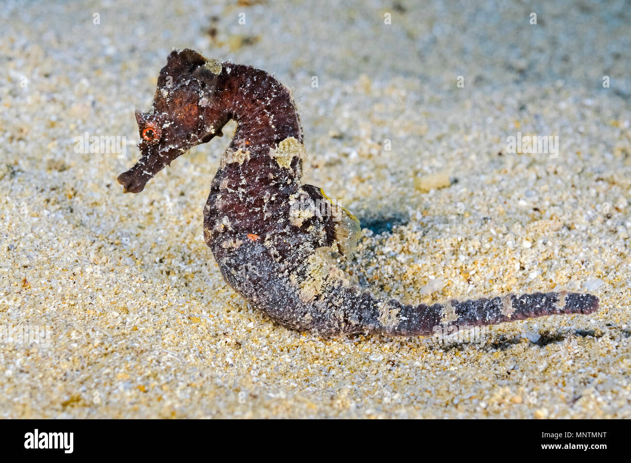 Court-snouted seahorse, hippocampe hippocampe, endémique de la mer Méditerranée, Xwejni Bay, Gozo, Malte, mer Méditerranée, Océan Atlantique Banque D'Images