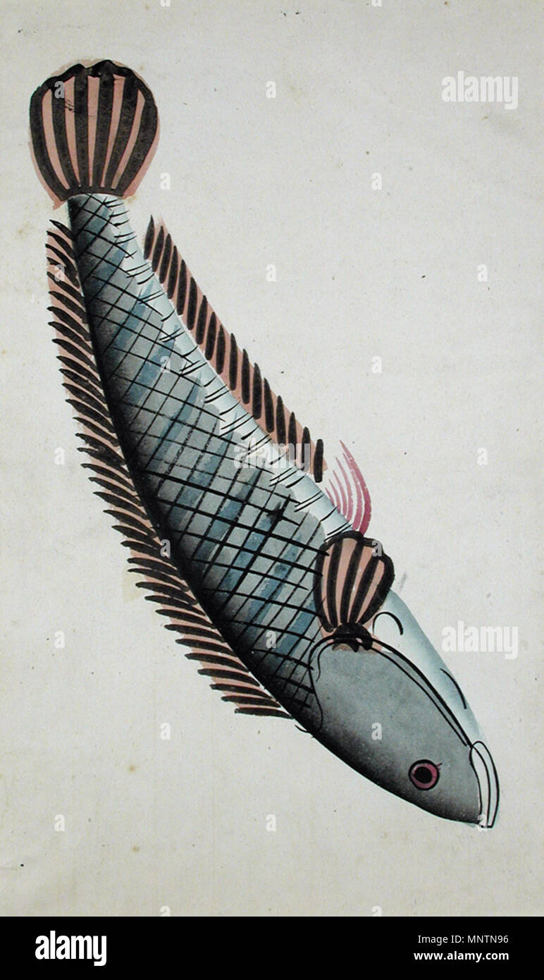 . Anglais : Série Titre : Kalighat Album Suite Nom : Kalighat Album Date de création : ca. Affichage 1880 Dimensions : 10 5/8 in. x 17 17/32 in. (27 cm x 44,5 cm) de la ligne de crédit : Edwin Binney 3ème Numéro : 1990.1449 Collection :  <a href ='http://www.sdmart.org/art/our-collection/asian-art' rel ='nofollow' >Les San Diego Museum of Art </a > . 16 mai 2002, 11:49:49. Anglais : thesandiegomuseumofartcollection 1078 Rui poisson (6124605837) Banque D'Images