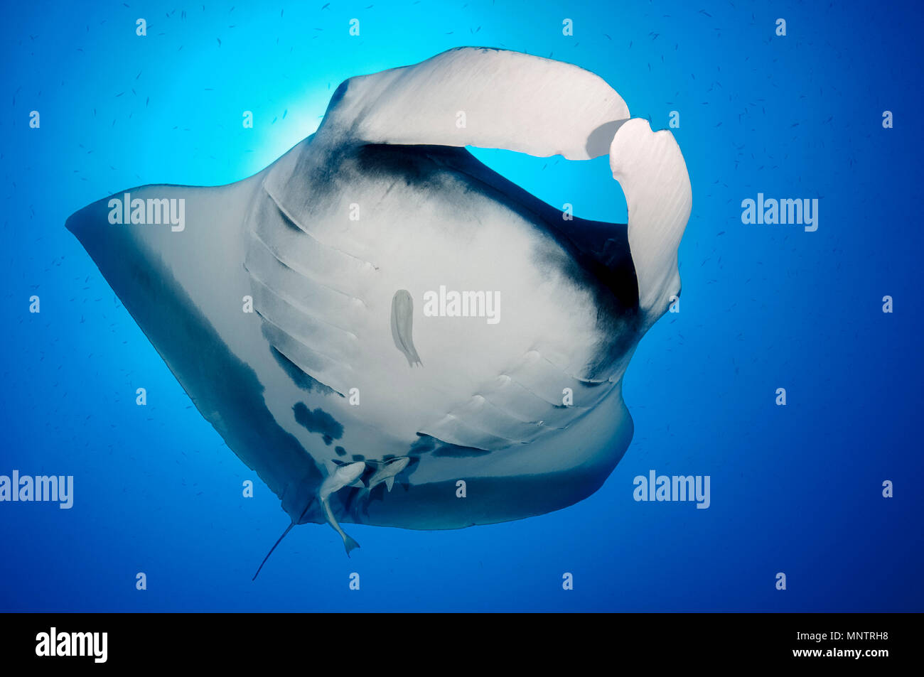 Oceanic géant raie manta, Manta birostris, commun avec remora remora Remora,, petit frère, frère, ou El Ikhwa, Egypte, Mer Rouge, Ind Banque D'Images