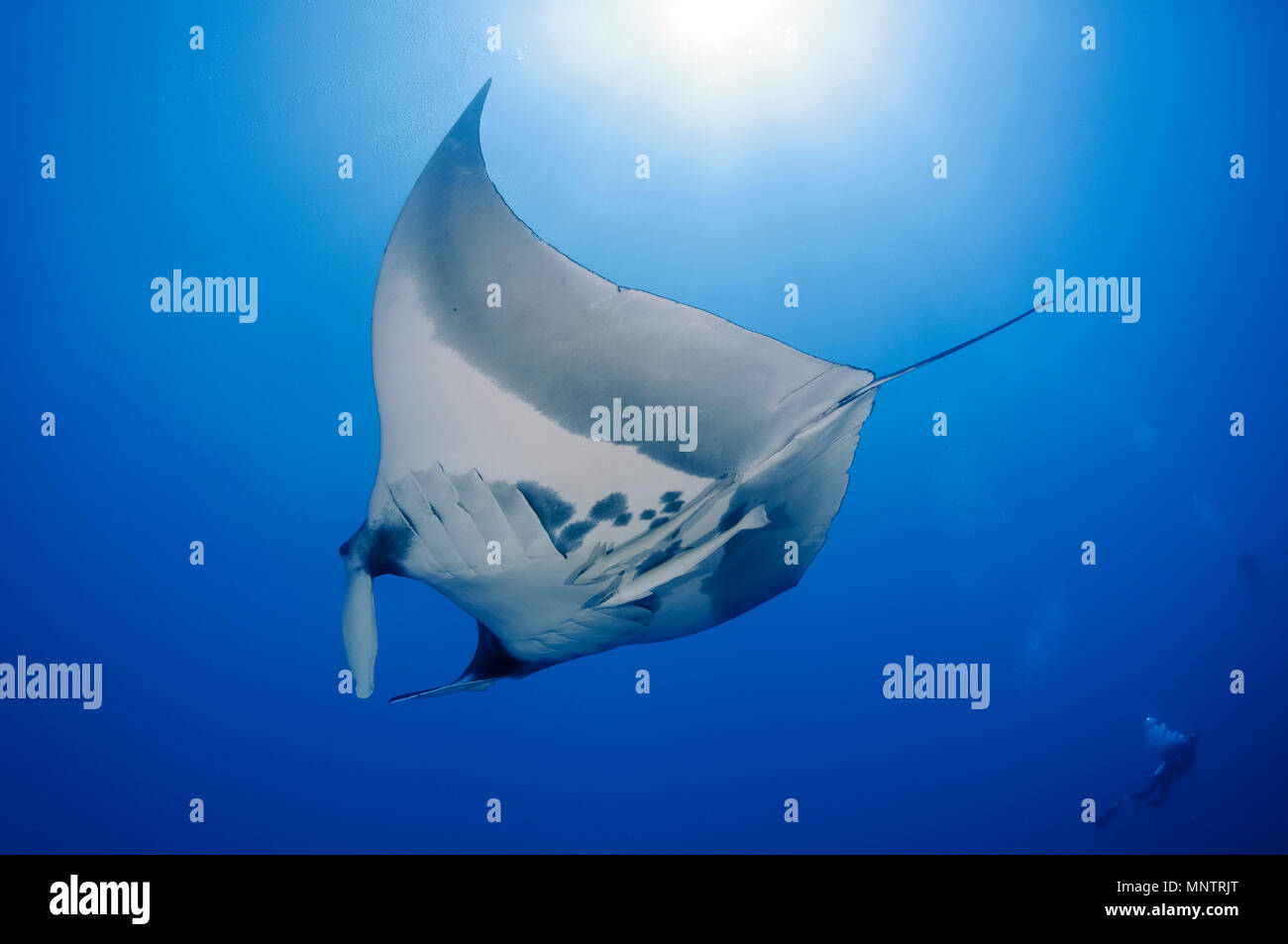 Oceanic géant raie manta, Manta birostris, commun avec remora remora Remora,, petit frère, frère, ou El Ikhwa, Egypte, Mer Rouge, Ind Banque D'Images