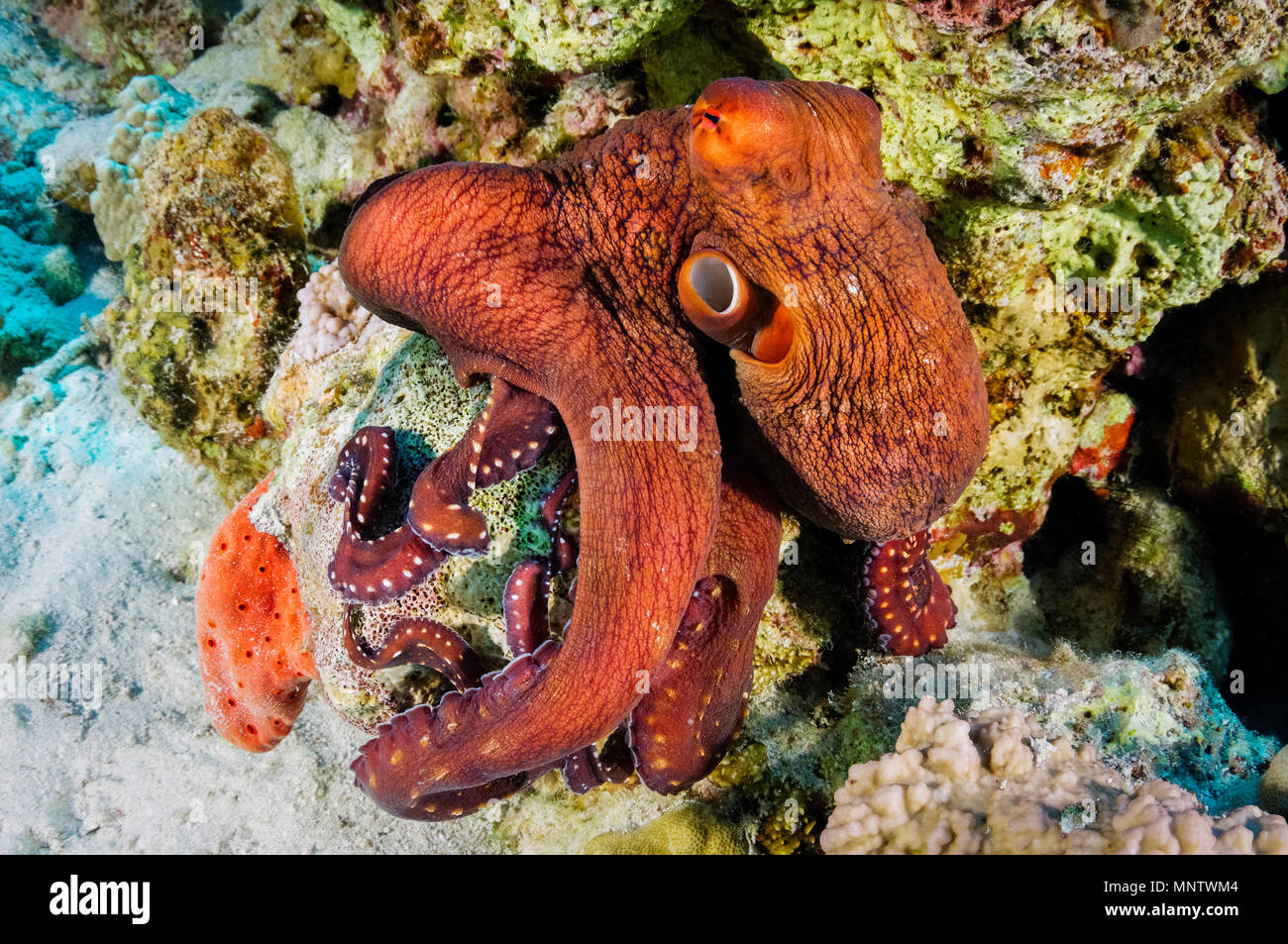 White-spotted octopus, Callistoctopus macropus, démontrant sa capacité de changement de couleur instantané dans l'ordre, l'île de Giftun Reef, Hurghada, Egypte, Rouge S Banque D'Images