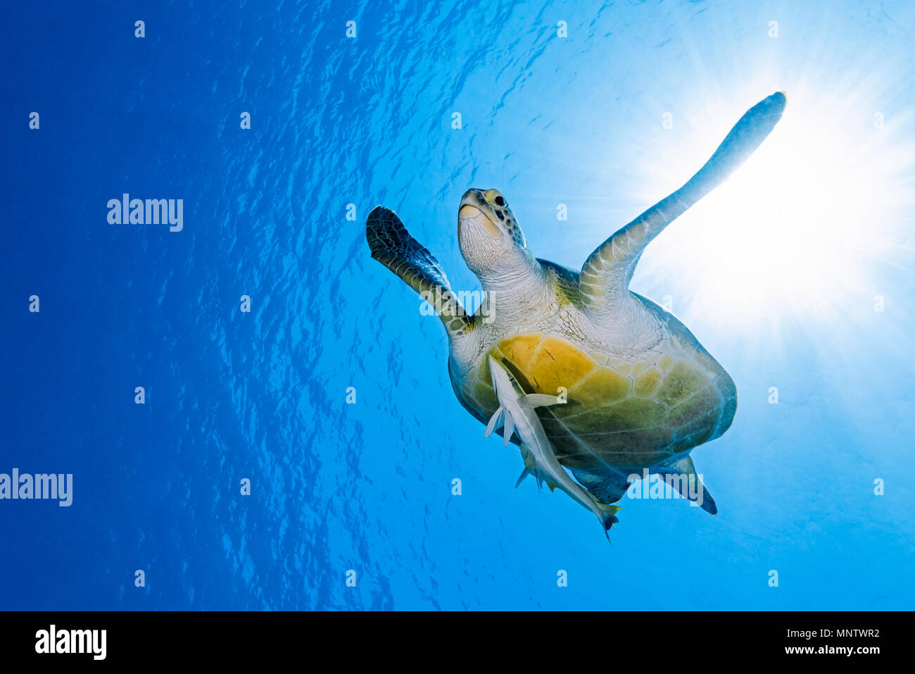 Tortue verte, Chelonia mydas, vit avec sharksucker ,ou mince, sharksucker Echeneis naucrates, espèce en voie de disparition, Marsa Mubarak, Marsa Alam, par ex. Banque D'Images