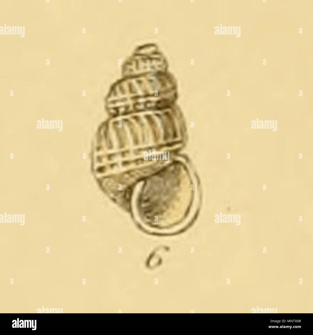 . Anglais : Rissoa eximia Jeffreys, accepté comme Parthenina eximia (Jeffreys, 1849) . À partir de l'index illustré des obus britanniques, la plaque XIV., fig. 6. 1859. George Brettingham SOWERBY II (1812-1884), naturaliste et illustrateur Description Date de naissance/décès 25 Mars 1812 26 juillet 1884 Lieu de naissance/décès Lambeth Wood Green contrôle d'autorité : Q1223045 : VIAF 73969050 ISNI : 0000 0000 8153 9905 RCAC : n88669749 35246704 NLA : GND : 117648485 1063 Rissoa WorldCat eximia (Sowerby) Banque D'Images