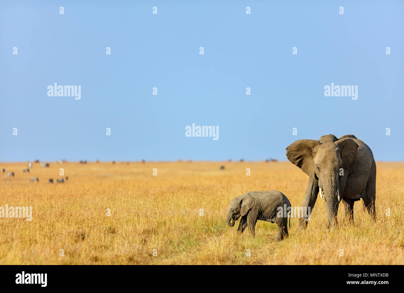 Les éléphants au parc safari au Kenya Afrique Banque D'Images Les éléphants au parc safari au Kenya Afrique Banque D'Images