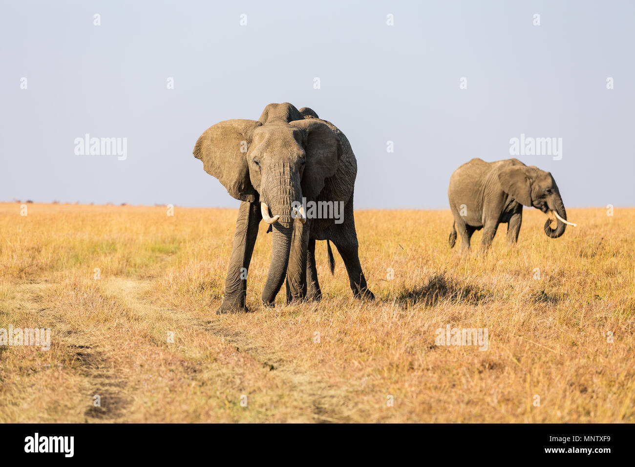 Les éléphants au parc safari au Kenya Afrique Banque D'Images Les éléphants au parc safari au Kenya Afrique Banque D'Images