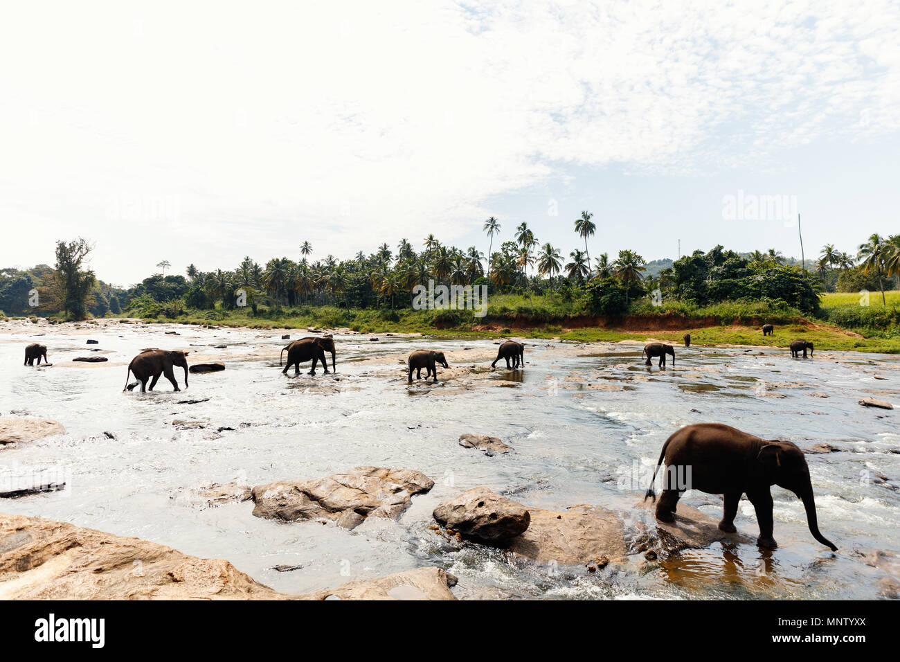 Les éléphants sauvages du Sri Lanka à l'eau potable riverbed Banque D'Images Les éléphants sauvages du Sri Lanka à l'eau potable riverbed Banque D'Images