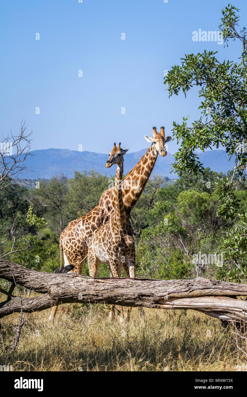 Girafe dans Kruger National Park, Afrique du Sud ; Espèce Giraffa camelopardalis famille de Giraffidae Banque D'Images